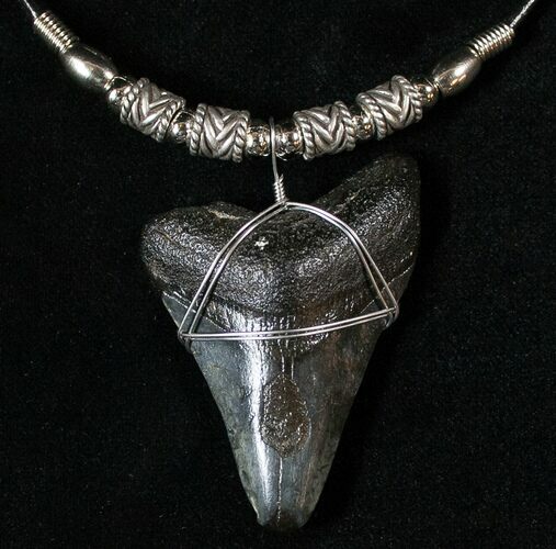/ Megalodon Tooth Necklace #17344